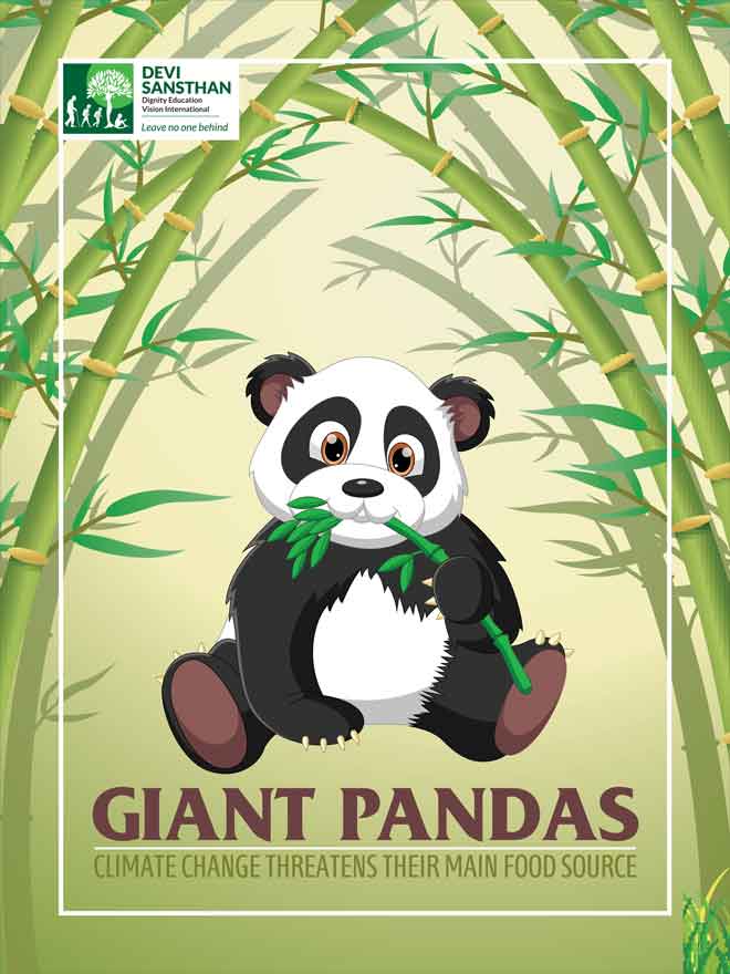 The Giant Pandas